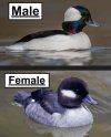 bufflehead-male-female.jpg