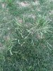 Grass1.jpeg