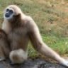 Gibbon